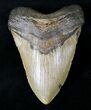 Huge Megalodon Tooth - North Carolina #20790-1